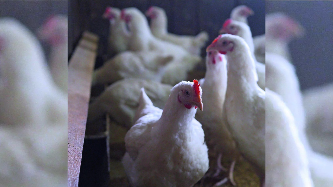 Read more about the article Gorakhpur poultry shops shut for 21 days after bird flu cases