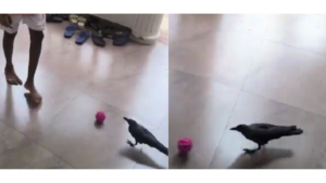 Read more about the article Watch: Goa crow shows off football skills, internet wants to sign him up