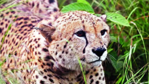 Read more about the article Madhya Pradesh: 5 Kuno cheetahs spotted near Morena dam