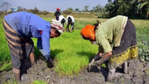 Read more about the article UP Government purchasing maize from farmers at MSP for first time in history