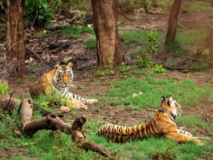 Read more about the article Reign of fearless Arrowhead ends in Ranthambore