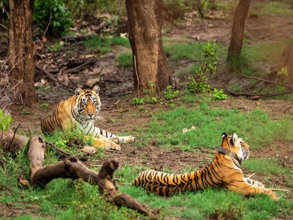 You are currently viewing Reign of fearless Arrowhead ends in Ranthambore