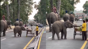 Read more about the article ‘Picture of pure innocence’: Baby elephant stops for a quick snack on road; heartwarming moment goes viral