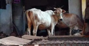 Read more about the article Punjab police recuses Uttarakhand youth forced to work at cowshed at BJP MP’s intervention