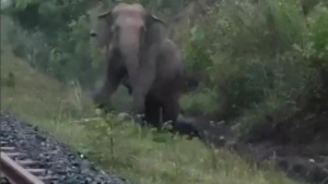 Read more about the article Goods train halts for 2 hours in Jharkhand as elephant gives birth