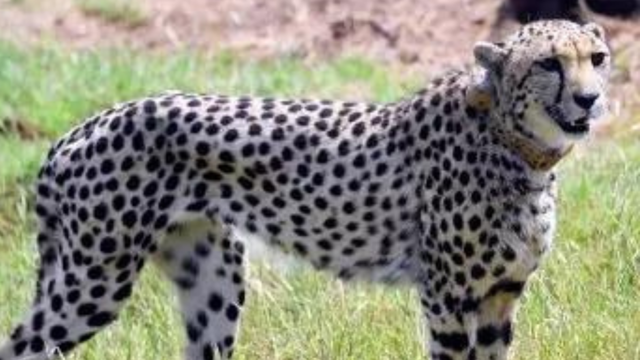 You are currently viewing Female cheetah dies of injuries at Kuno