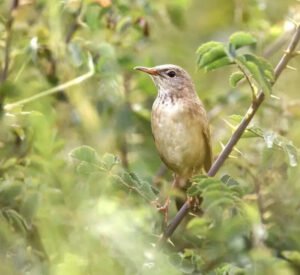 Read more about the article Elusive warbler spotted in Ladakh after 46-year gap