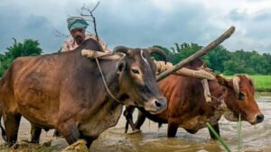 Read more about the article For most Indian farmers, costs grow faster than income