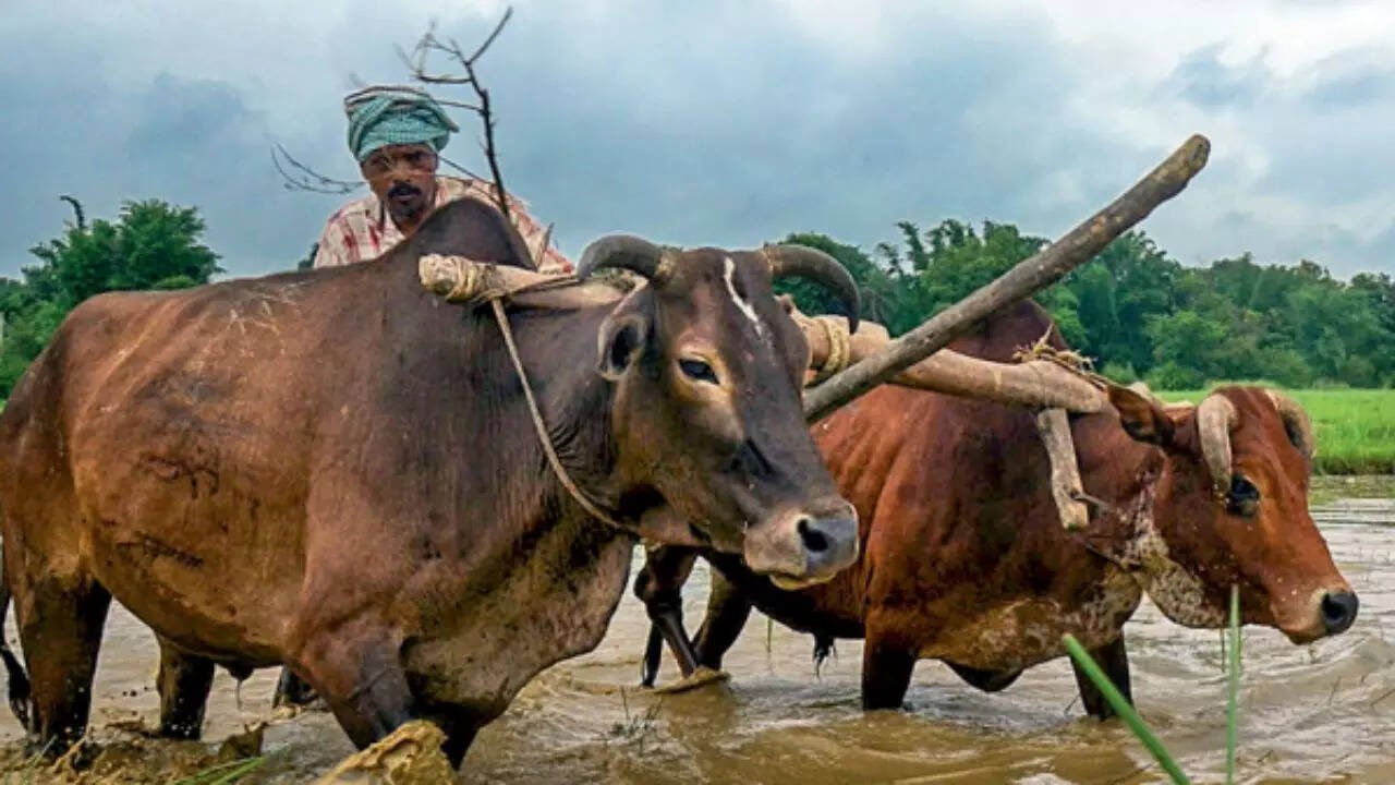You are currently viewing For most Indian farmers, costs grow faster than income