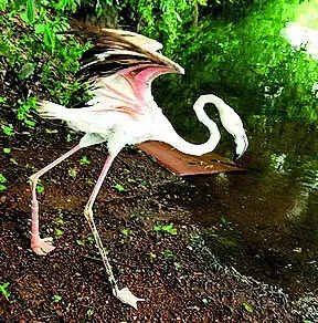 Read more about the article After leg amputated due to injury, flamingo may fly with prosthesis