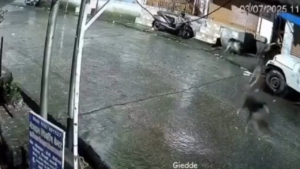 Read more about the article Leopard or cat?: Dogs chase animal before they find out what it actually is – watch viral video