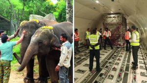 Read more about the article This is what a jumbo jet really is