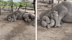 Read more about the article Baby elephant naps on mother’s lap: Internet calls it ‘pure love wrapped in wrinkles’; retired forest officer shares viral video