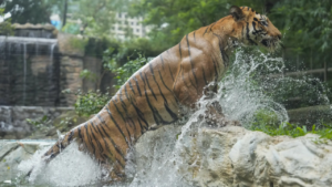 Read more about the article Tiger population tells success of India’s wildlife conservation story but challenges remain