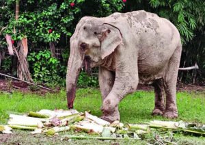 Read more about the article Crippled Maniki’s 6-day walk sparks outrage in Assam