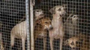 Read more about the article SC order on Delhi stray dogs: Protests erupt in Capital, many detained; Peta slams ‘illogical’ ruling