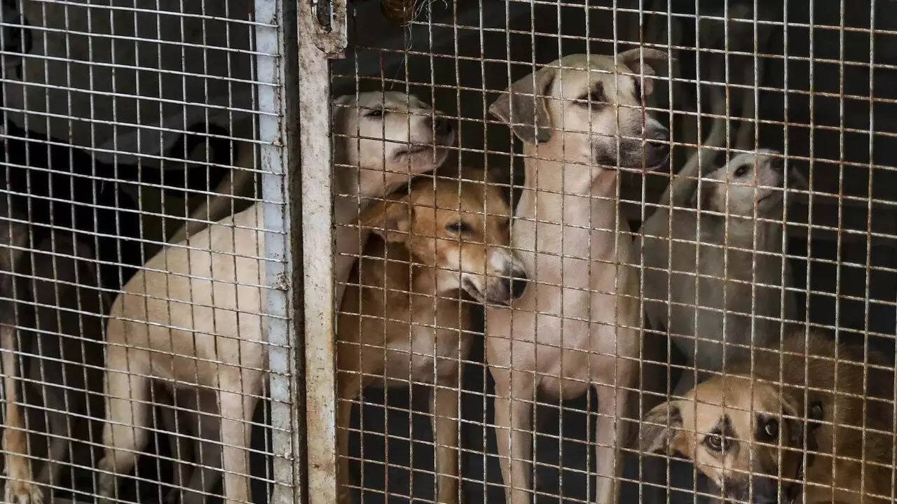 You are currently viewing SC order on Delhi stray dogs: Protests erupt in Capital, many detained; Peta slams ‘illogical’ ruling