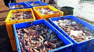 Read more about the article Seek new markets: Govt urges seafood exporters