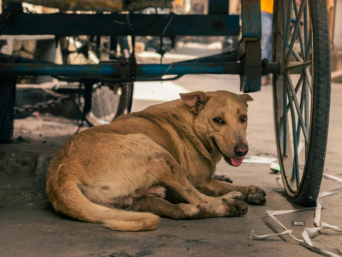 You are currently viewing ‘No leftover food in open’: SC issues warning to curb stray dogs in its premises; ‘essential for safety of all’