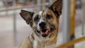 Read more about the article ‘Hope this is implemented strictly’: Families of dog bite victims welcome SC order; ask those opposing to adopt