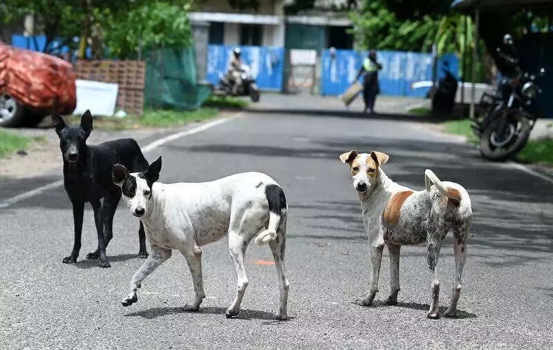 You are currently viewing Prayagraj launches drive to control stray dog population