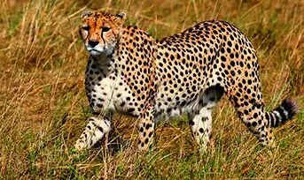 You are currently viewing Cheetah trekked 130km from Kuno, rescued