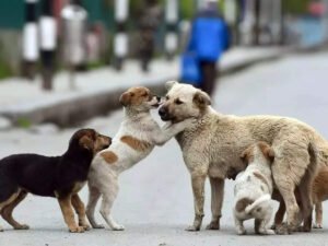 Read more about the article SC order on stray dogs: The staggering cost of sheltering Delhi’s street canines – explained