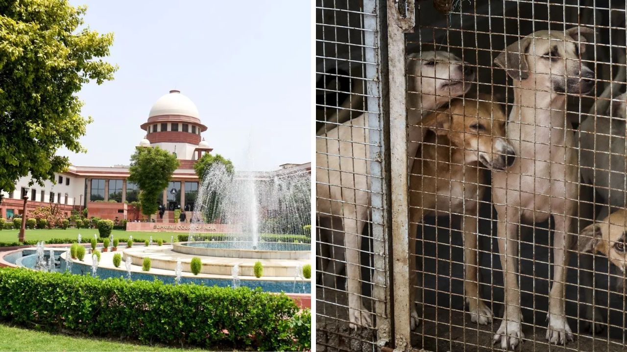 You are currently viewing ‘Vocal minority vs silent majority’: SC reserves order in stray dogs row; bench to decide on stay of Aug 11 order