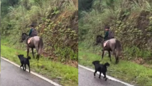 Read more about the article Watch: Meghalaya boy riding horse to school, faithful dog trots along; video melts hearts