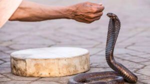 Read more about the article 15-yr-old survives cobra bite after 76 anti-venom shots