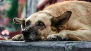 Read more about the article Save Delhi-NCR strays: When RSS chief & Rahul Gandhi speak in unison for the voiceless