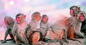 Read more about the article Bihar man dies in attack by 20 monkeys