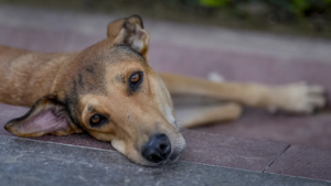 Read more about the article Dedicated feeding zones, vaccination & more: Supreme Court’s major order on stray dogs — Key takeaways