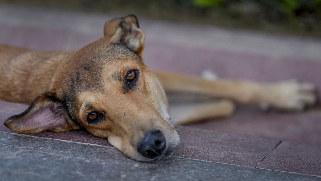 You are currently viewing Dedicated feeding zones, vaccination & more: Supreme Court’s major order on stray dogs — Key takeaways