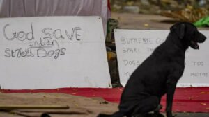 Read more about the article Big relief for animal lovers! SC revises order, tells MCD to let off all stray dogs except the aggressive – Here’s what unfolded in 11 days