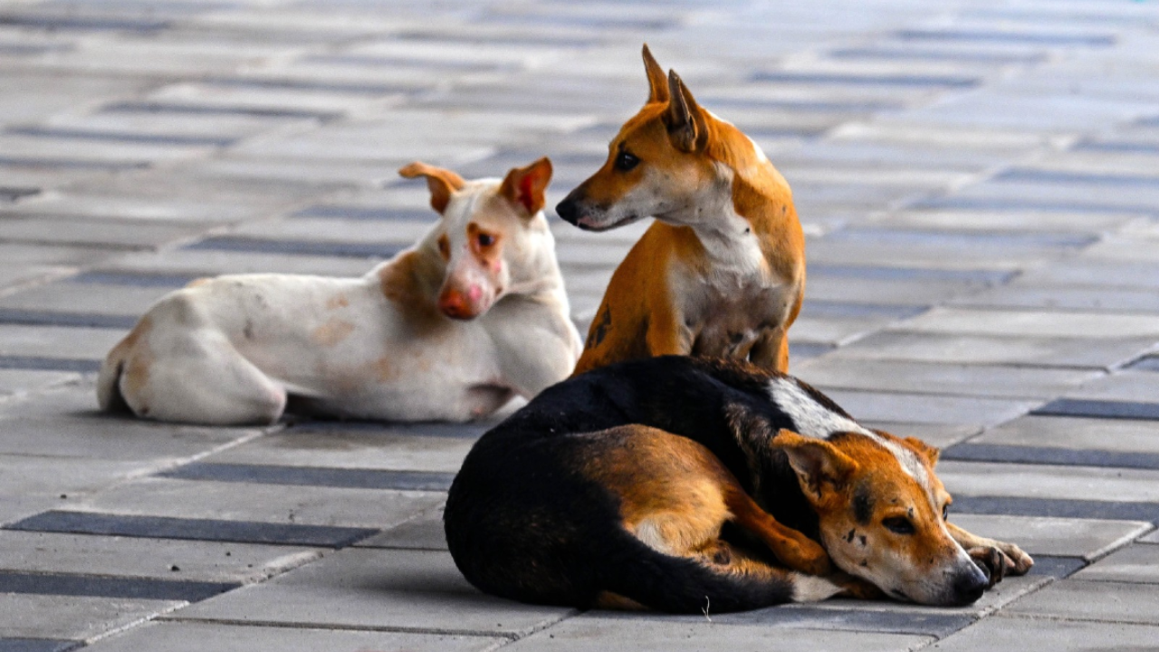 You are currently viewing Violation of norms in vaccination of stray dogs and non-implementation of ABC progs flagged by the Centre multiple times