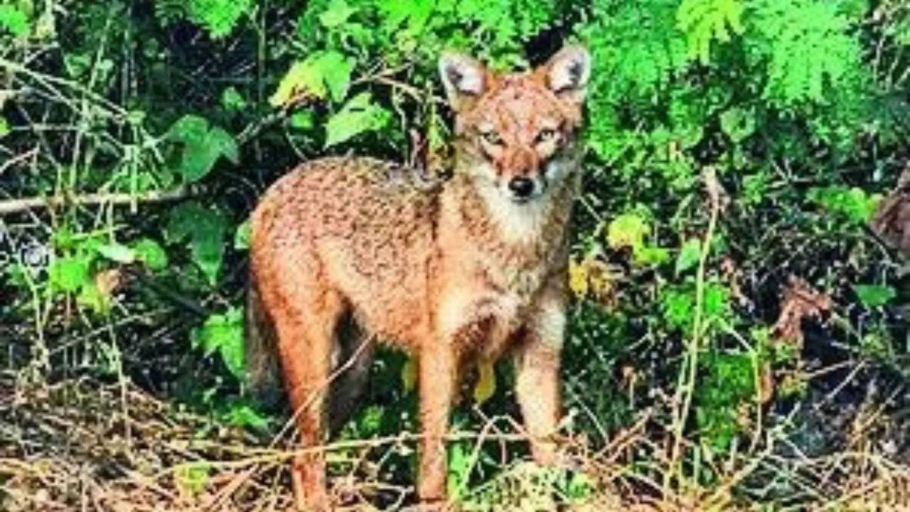 You are currently viewing Attacked, 65-year-old battles jackal for 30 minutes, strangles it with sari